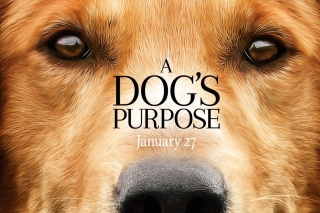 Видео: зоозащитники бойкотируют фильм «Собачья жизнь»