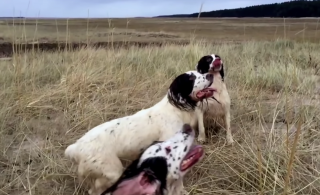 Тильда Суинтон сняла музыкальное видео со своими собаками