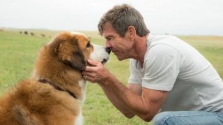 Universal отменил премьеру «Собачьей жизни» из-за нелицеприятных кадров со съемок