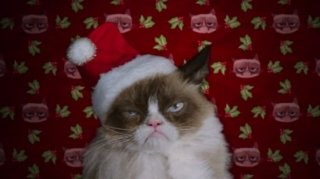 Новый трейлер: «Худшее Рождество Сердитой кошки»