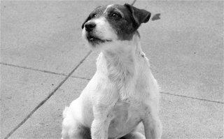 Звезда «Артиста» пес Угги скончался на 14-м году жизни