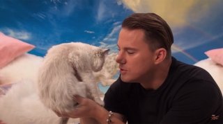 Видео дня: Ченнинг Татум говорит 8 омерзительных вещей котенку
