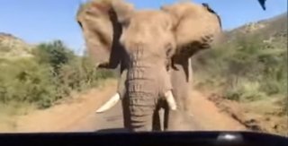 Видео дня: Слон гонится за Арнольдом Шварценеггером